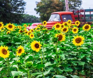 Red truck in a sunflower field at Happy Day Farm