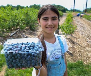 Pick blueberries to your heart's content at Happy Day Farm in Manalapan.