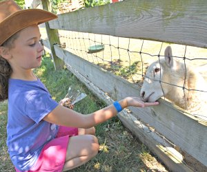 Girl feeds a sheep at Harbes Family Farm and VIneyard