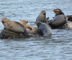 Long Island's coastal waters are a favorite hangout for harbor seals, starting around November and lasting until May. Photo by Xylia Serafy