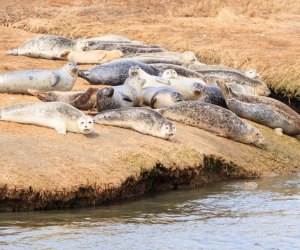 Harbor seals can be seen lounging along Long Island's shores from November through May. Photo courtesy of NY State Parks & Historic Sites