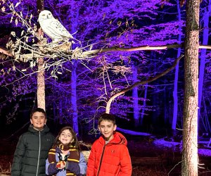 Harry Potter: A Forbidden Forest Experience: Hedwig