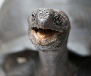 What does the tortoise have to say? Photo courtesy of Harvard Museum of Natural History