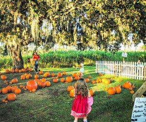 Harvest Holler 12 Corn Mazes near Orlando for Fall Fun with Kids