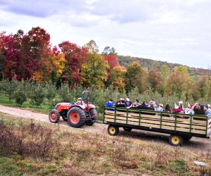 Apple picking near NYC: Harvest Moon Farm