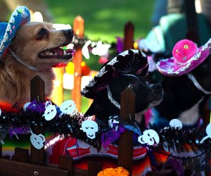 Pups are on parade at the annual Howl'oween Parade in Long Beach. 