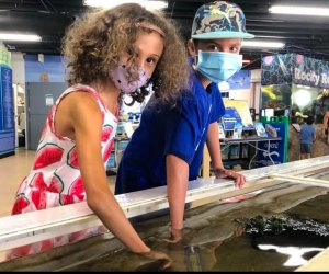 Visiting the Santa Monica Pier with Kids: Heal the Bay Aquarium