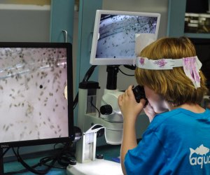 Free Admission for Kids at the Santa Monica Pier Aquarium