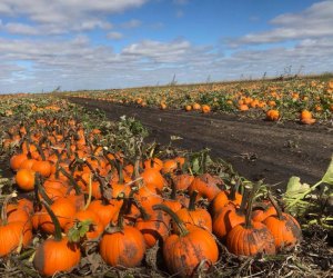 Best Pumpkin Patches Near Chicago