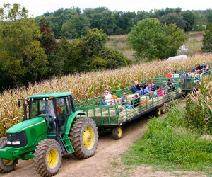 A tractor pulls hayride passengers through a corn field