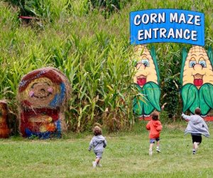 Kids run toward the corn maze at Heaven HIll Farms