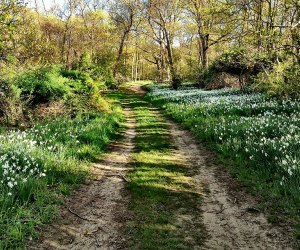  Caumsett State Park trail in spring flowering