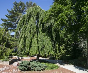 Hofstra's arboretum houses 625 species of trees