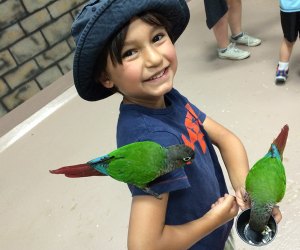 Butterflies and Birds: Where You Can Interact with Them on LI The tropical birds at the Long Island Aquarium sure aren't shy. Photo courtesy of the aquarium.