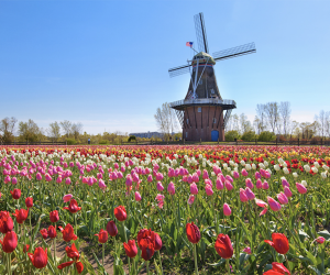 Tulip Festival and More Things to Do in Holland, MI with Kids Status message