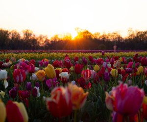  tulips in a filed Holland Ridge Farms 