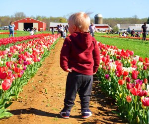The stunning tulip blossoms spread out row-by-row in every direction at Holland Ridge Farms.