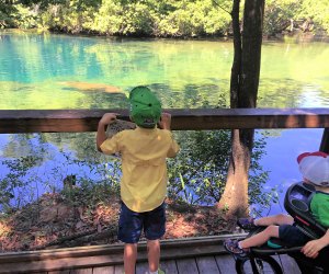 Kids will delight at the sight of these aquatic giants. Photo by Charlotte Blanton