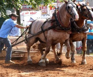 Horse-pulling entertains the crowds; photo courtesy of the Guilford Fair.