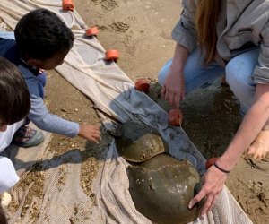 Horseshoe Crabs