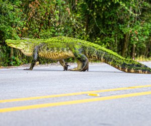 Alligator sighting in Brazos Bend State Park. Photo by Shiva Shenoy via Flickr 2.0