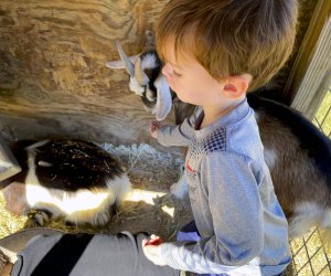 Feeding goats at Old MacDonald's Farm Houston. Photo by Jessica Stautberg