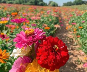 Sunflowers, Tulips, and More Pick-Your-Own Flower Farms Near Houston P 6 Farms