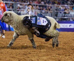Houston Livestock Show and Rodeo
