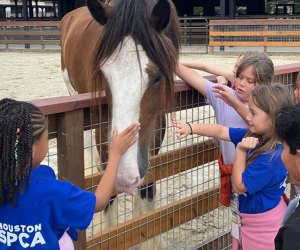 Photo courtesy of Houston SPCA Critter Camp