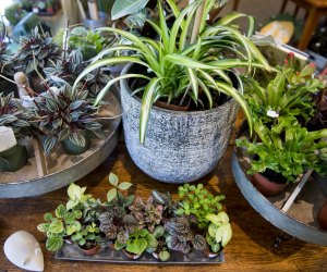 Get happy with houseplants. Photo courtesy of Tower Hill Botanic Garden