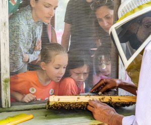 Learn about bees this weekend at Buzzfest. Event photo courtesy of BeeWeaver Honey Farm.