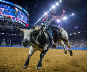 Houston Livestock Show and Rodeo is one of the best things to do in March in Houston. 