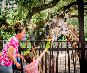 Houston Zoo feeding giraffes
