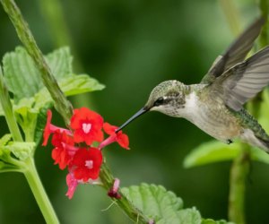 Hummingbird