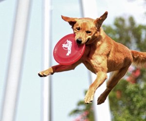 See some amazing dogs at the Hunterdon County 4-H Agricultural Fair. Photo courtesy of the fair via Facebook