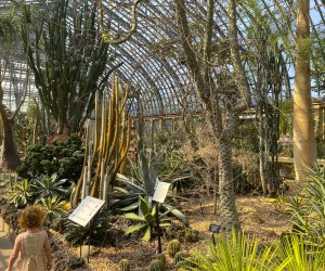 Insider’s Guide to Visiting Garfield Park Conservatory in Chicago with Kids