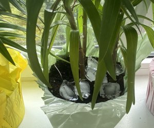 Tricks for how kids can save water: Use leftover ice to water plants