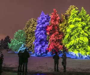 Illuminations: Tree Lights at the Morton Arboretum. Photo courtesy of the Arboretum 