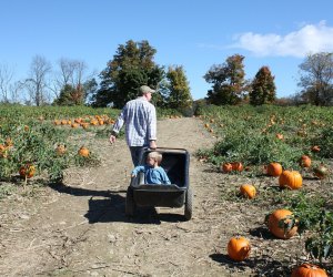 Pumpkin patches near Westchester Wright Family Farm