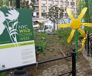 Wildflower Week in NYC - May 1 - 9, 2010 null