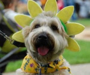 Fun & Free Events This Weekend for LA Kids: Woofstock, Kites & Give-away! Mar 10 - 11 null