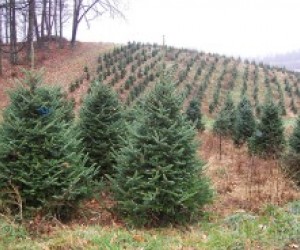 Living Christmas Trees: LA's Green Christmas Choice
