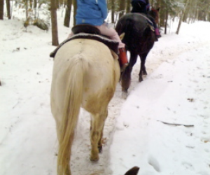 All-Inclusive Winter Family Resorts: Ridin-Hy Ranch null