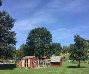 Set on 777 acres in Somers, Muscoot Farm is a sweet spot to visit with young children. Photo courtesy of the farm
