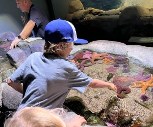 Spring break in Los Angeles: Aquarium of the Pacific in Long Beach