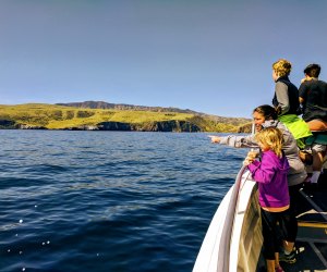 Kayaking California's Channel Islands: Spotting dolphins on the way to the island.