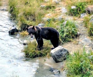 Our 100 Best Family Vacation Destinations: Bear in Haines, Alaska