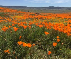 Wildflower Hikes near Los Angeles: A field of poppies in bloom in the Antelope Valley.