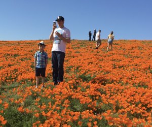 Spring Wildflower Hikes: Poppy Preserves in the Antelope Valley