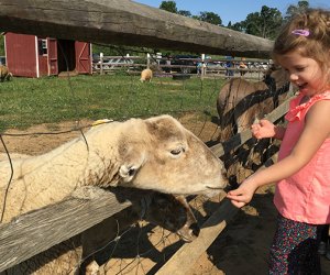 Alstede Farms offers a petting zoo and so much more